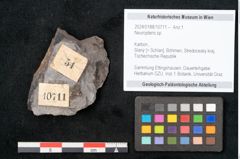 Foto (Objekt + Etikett) von Neuropteris sp.  (NHMW-GEO-2024-0188-10711)